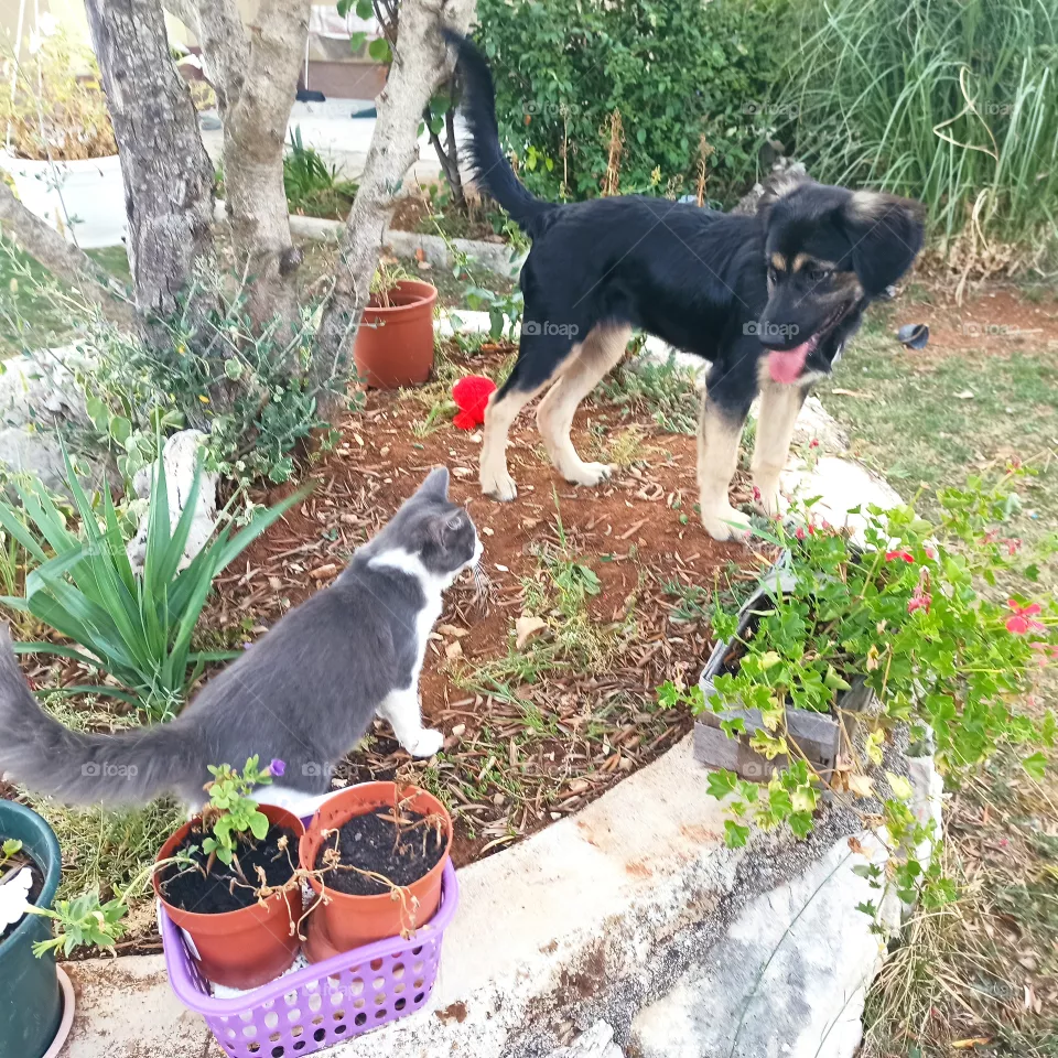cat dog