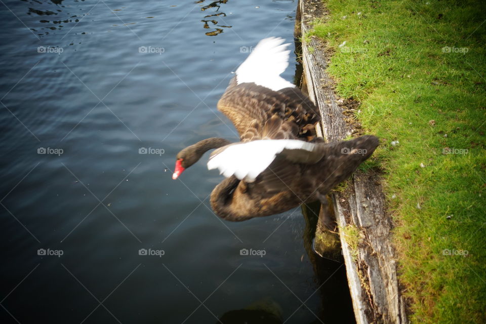 A black swan with open wings, going to the water.