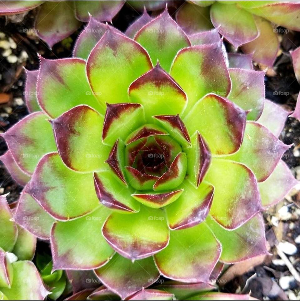 “Magenta represents universal love at its highest level. It promotes compassion, kindness & cooperation. It encourages a sense of self respect and contentment in those who use it.”