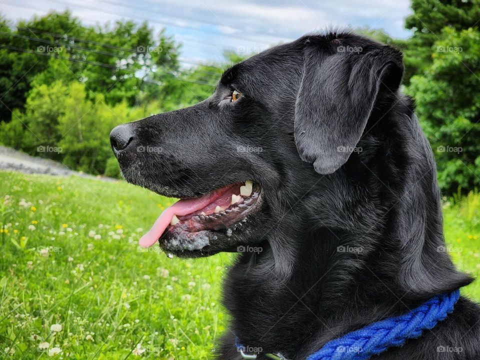 Emotions: Happiness. Happy dog outside enjoying the sunshine.