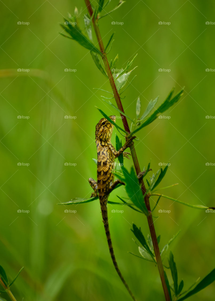 oraintal garden lizard on plant.
Dreams do come true. They have to live in reality. They have to work day and night with true diligence. Whether the dream is big or small, no power can stop the world from fulfilling it.