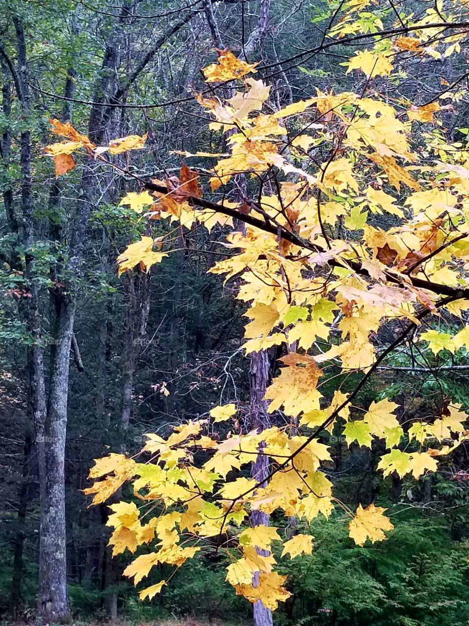 autumn leaves yellow