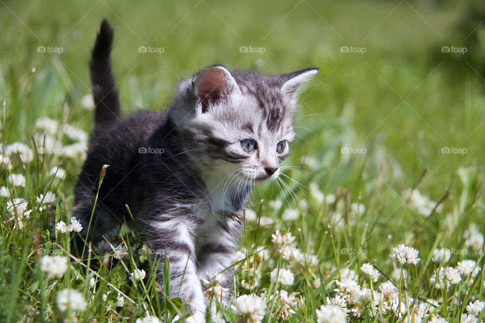 Curious kitten in the garden
