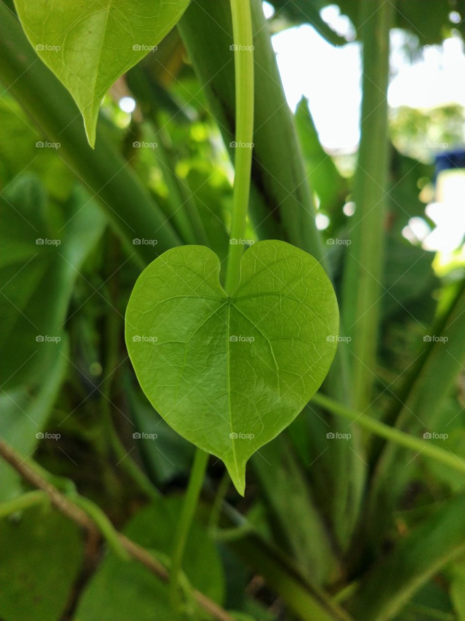 Greenery all around 💚 Just a nature lover's way of capturing the beauty around her.😍📸