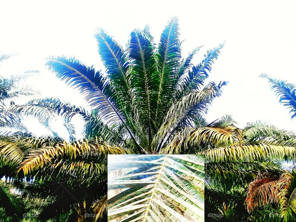 symptoms of magnesium palm oil deficiency.symptoms:old leaves that are exposed to direct sun light are evenly bright orange.those that are not exposed to the sun remain green