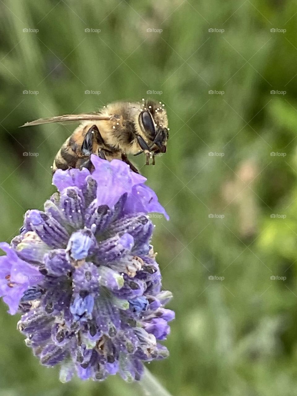 The left half of the image shows a close-up of a lavender flower that has not yet fully bloomed, on which a bee is sitting. On the right half of the image is blurred green of the other plants.