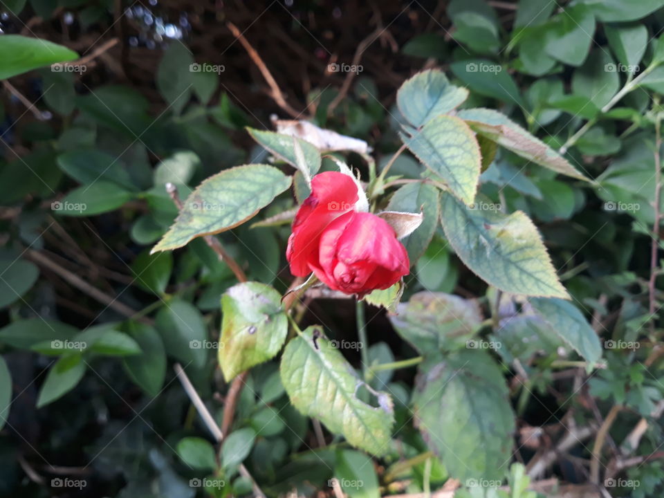 This poor tiny rose is starting to wilt. Still pretty beautiful though.