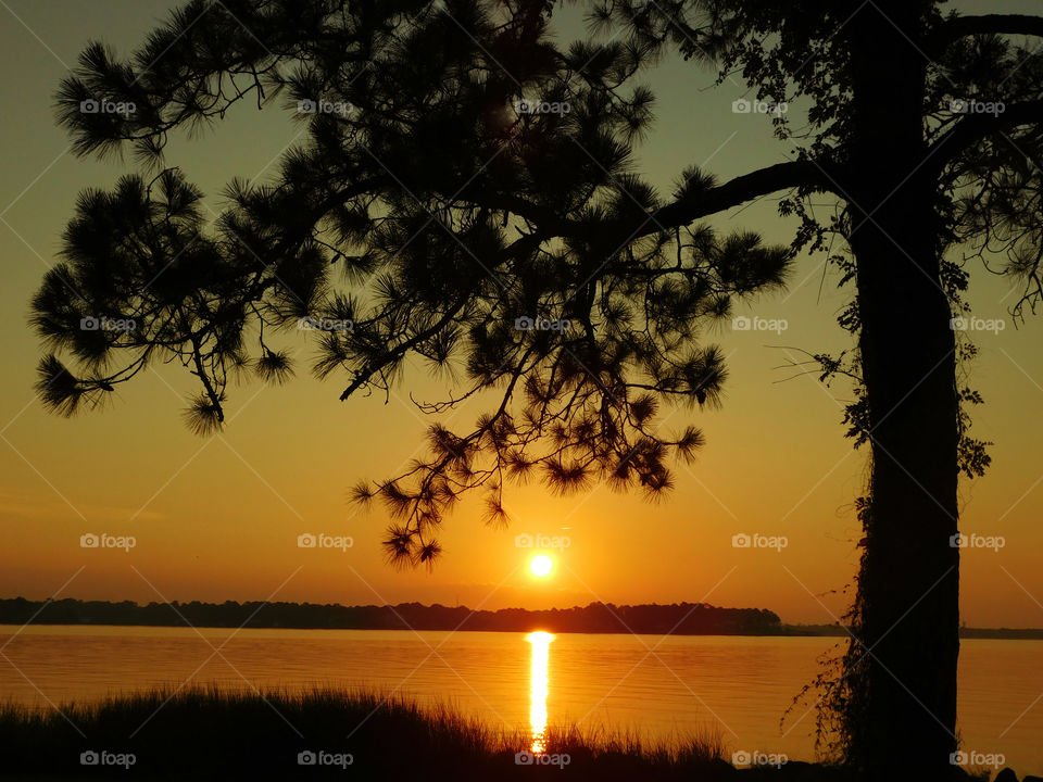 Silhouette of trees during sunset