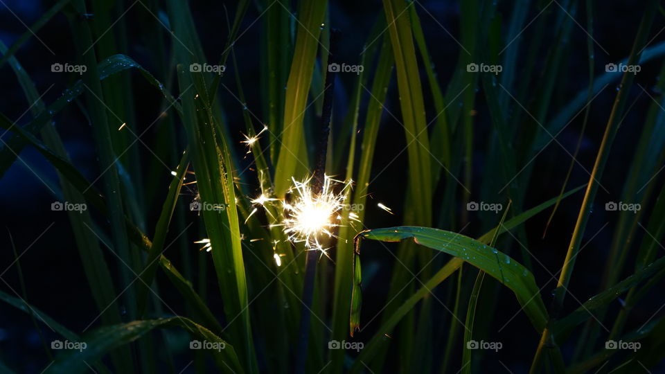 Sparkling grass