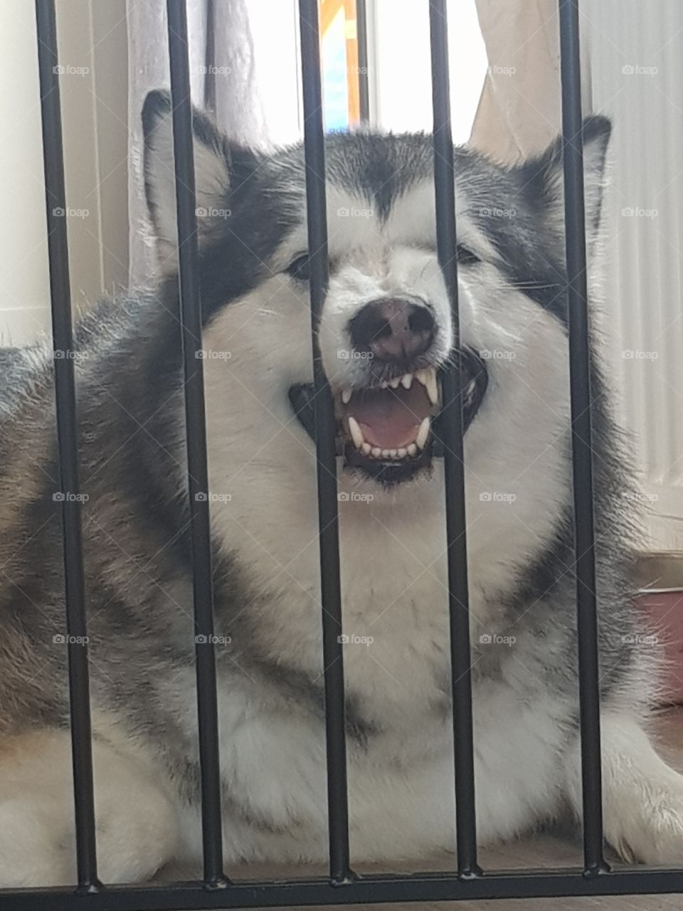 Does my nose look big in this? Alaskan Malamute dog rests her face through the bars of a baby gate
