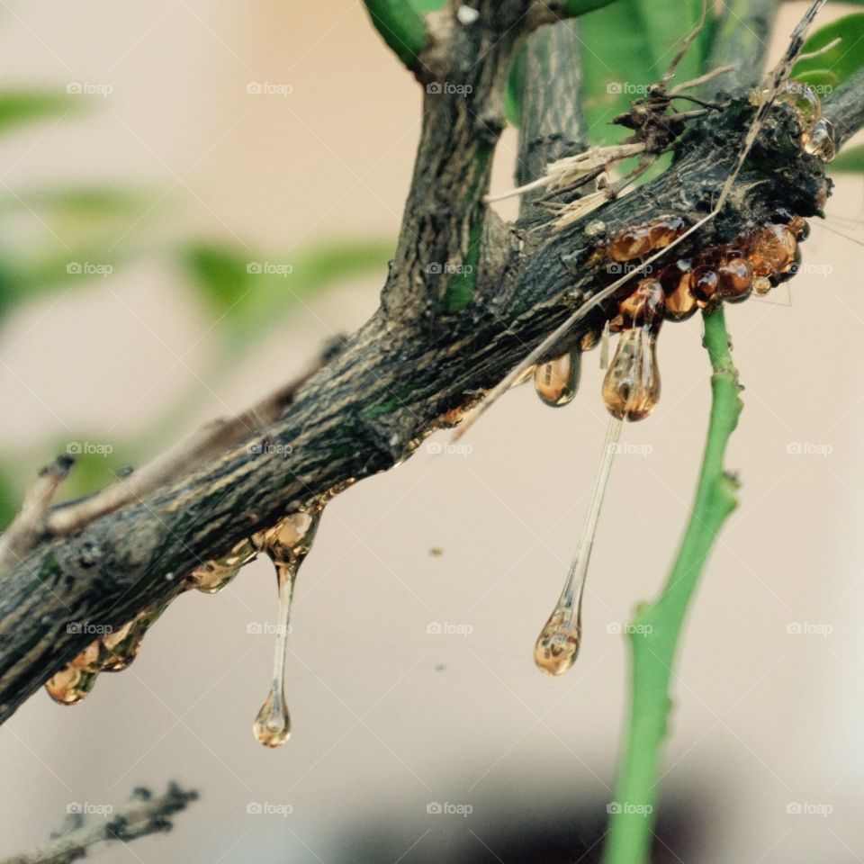 The beauty of tree tires....
