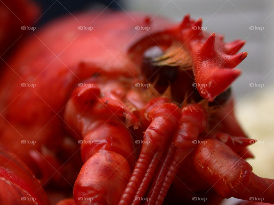 Angry lobster