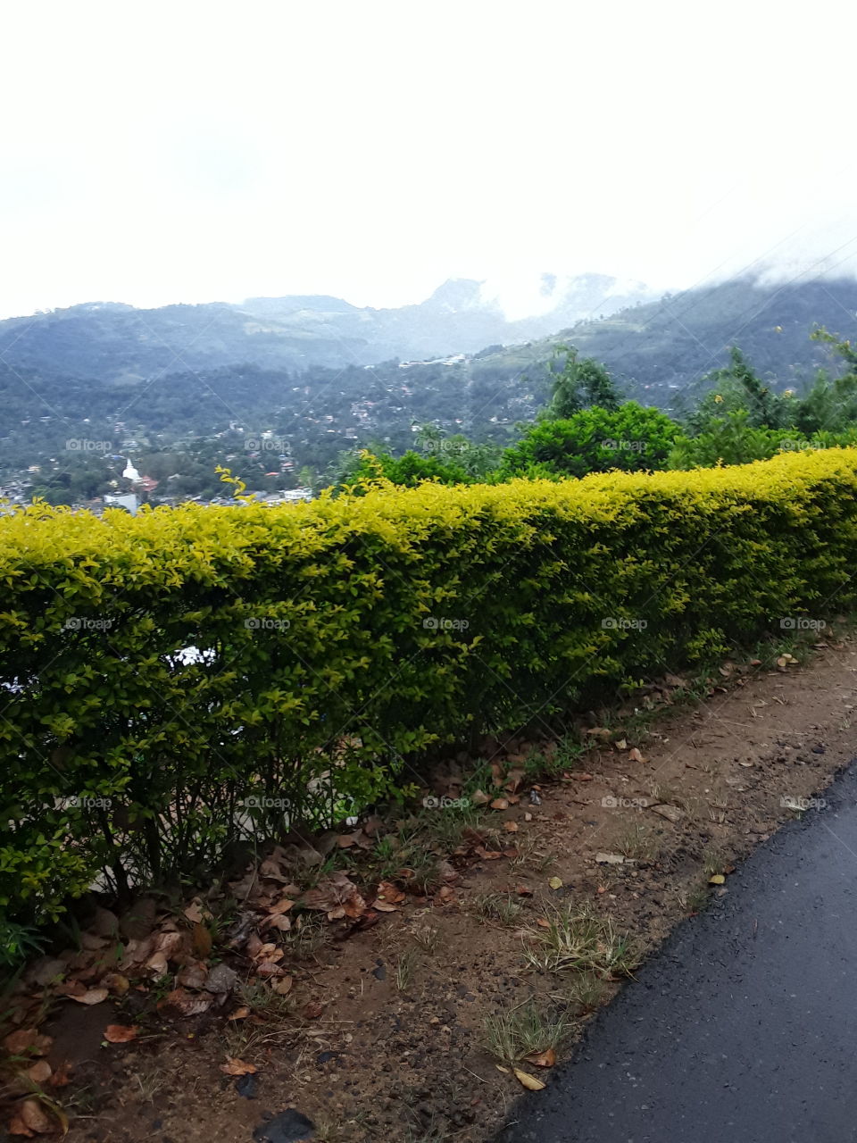 Haritha plant nursery (Andara plant). this is beautiful location. Most beautiful views of haritha plant (Andara) nursery and road