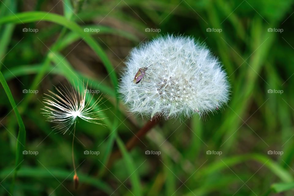 White x Green