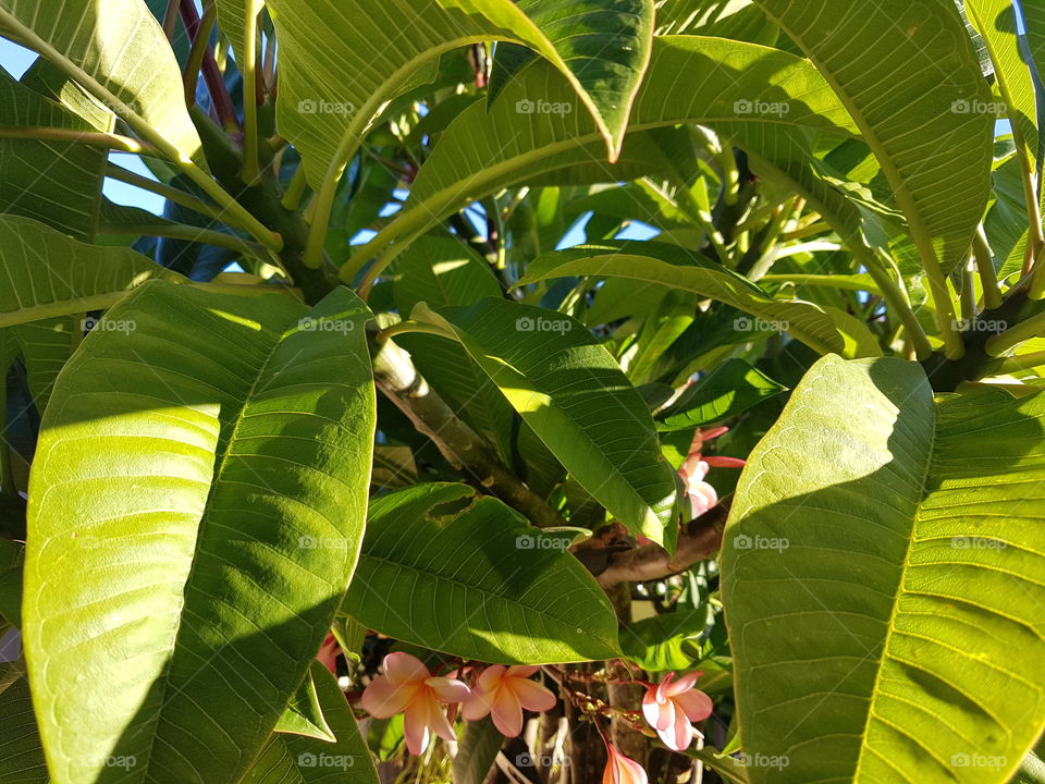 light through a frangipani tree