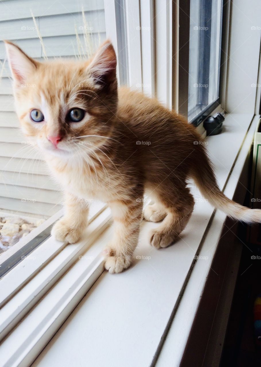 Darling orange tabby kitten playing by standing in window sill looking for something to play with!
