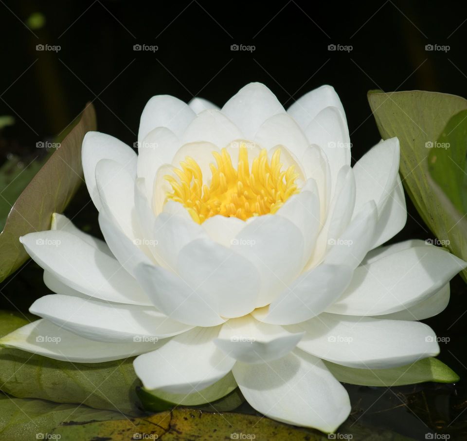 White water lily