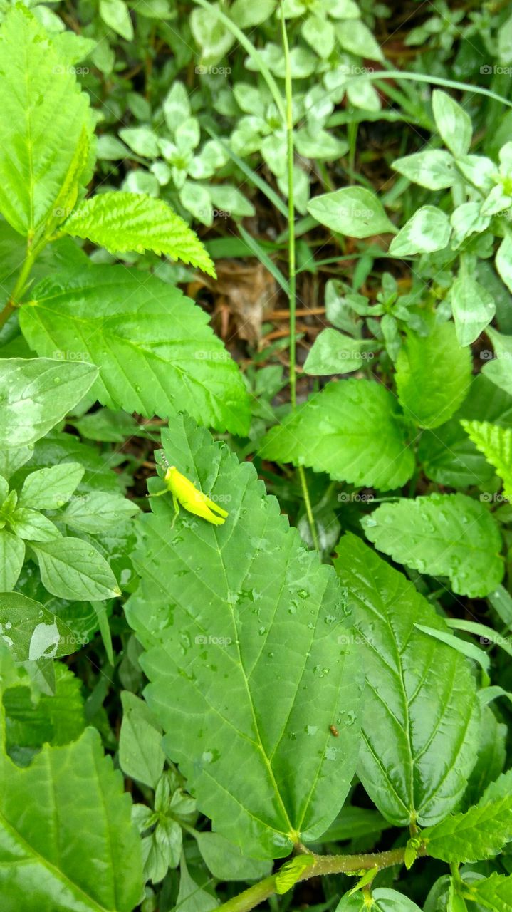 yellow grasshopper in green leaf