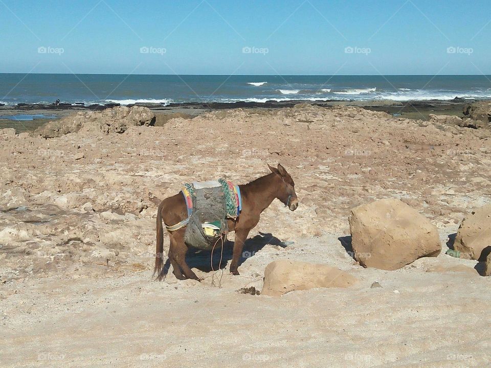 A donkey and the sea.