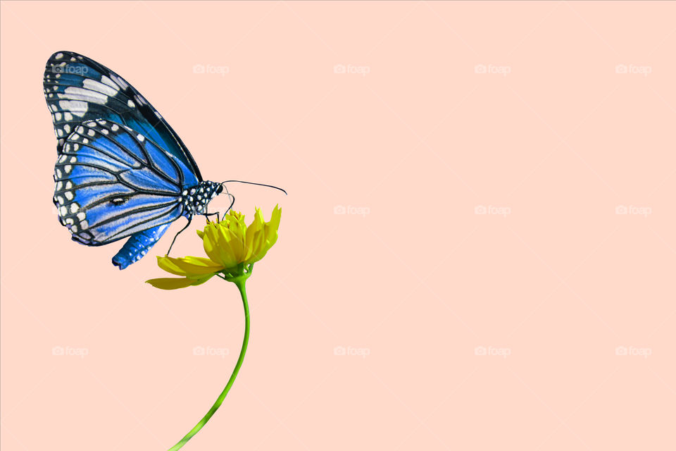 Isolated Blue butterfly on a  yellow Starburst flowers on a Pink background with clipping path.