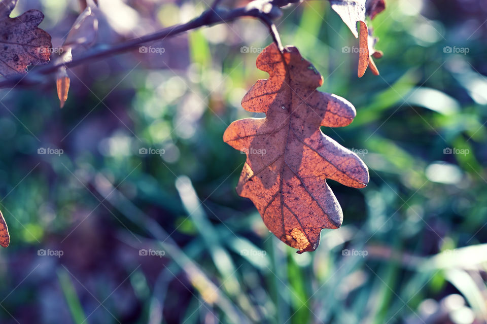 brown leaves in autumn