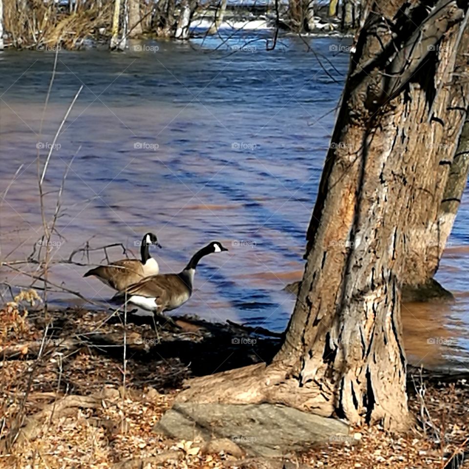 Geese By The River