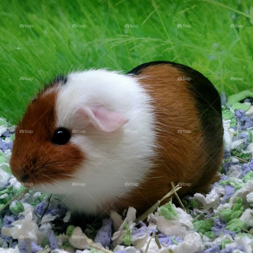 Guinea pig in outdoors