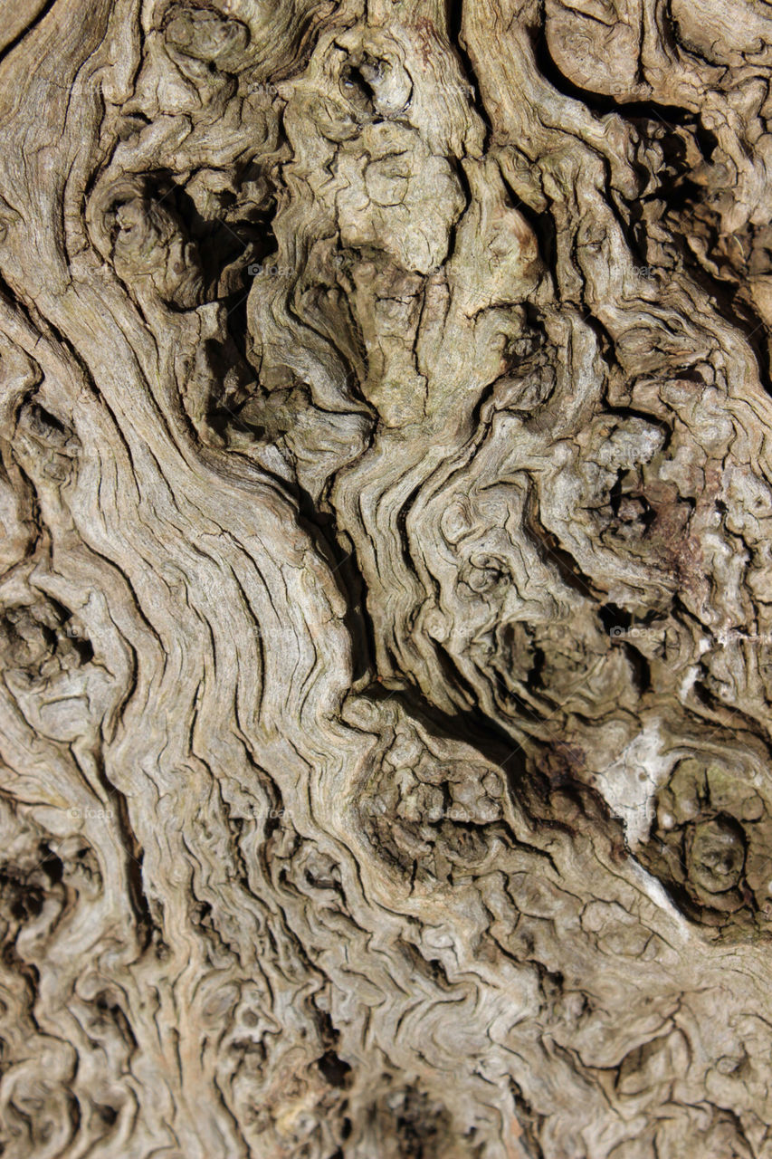 Tree trunk bark texture wood