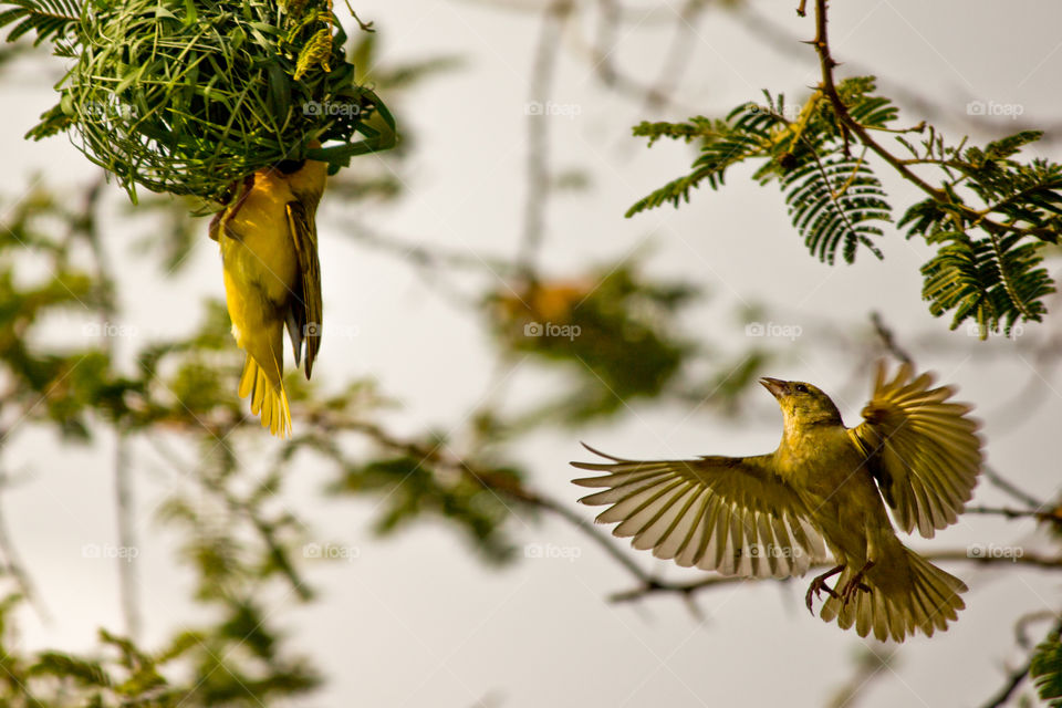 female weaver on her way to inspect the new nest