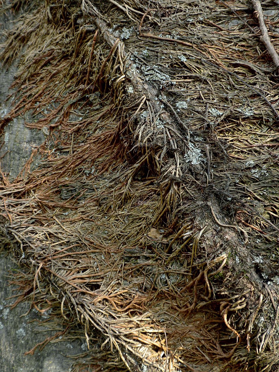 root texture