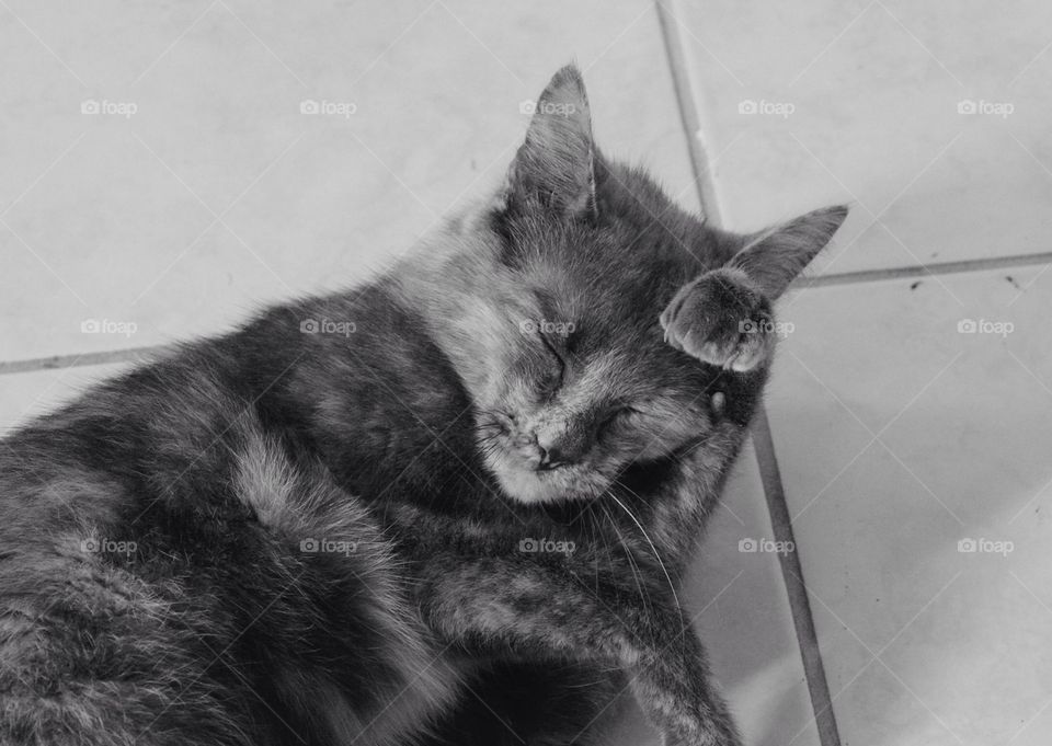 Cutest pets in the world!