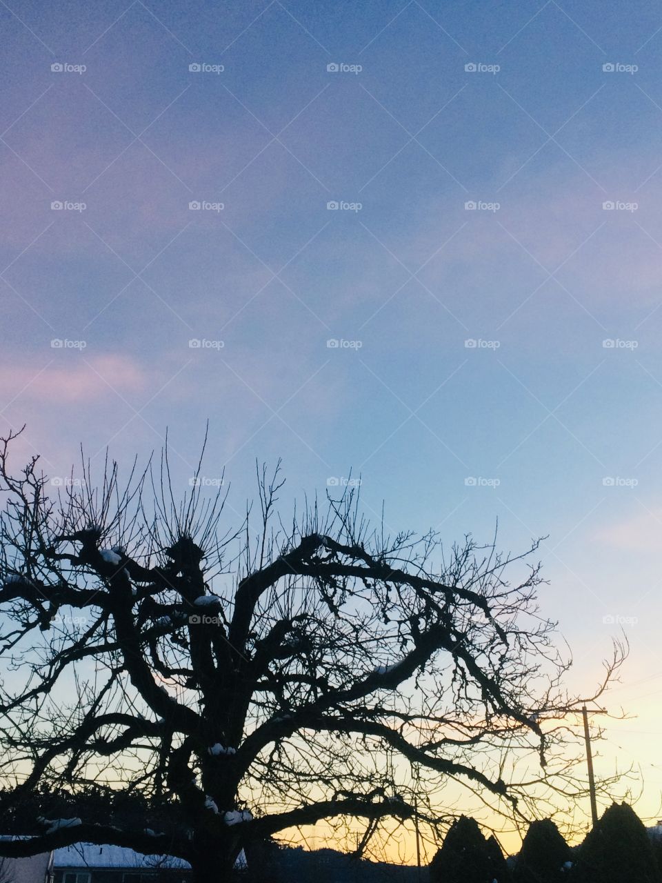 Black walnut tree with beautiful sky as background 
