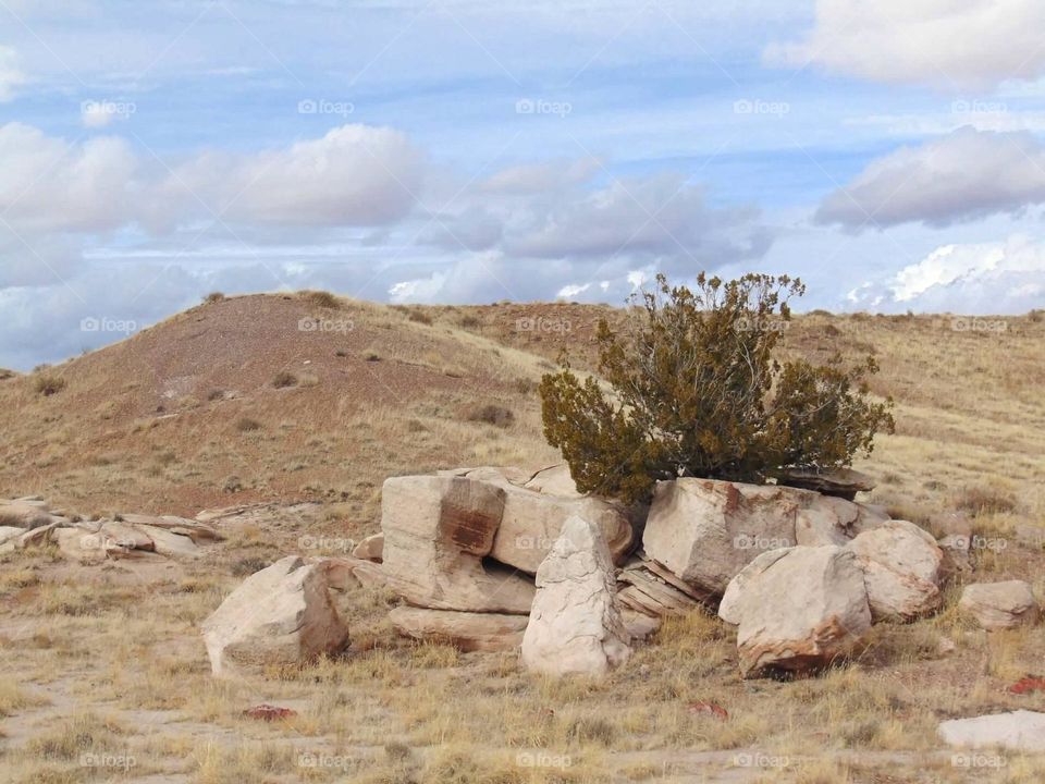 A green bush growing from between a pile of rocks. 