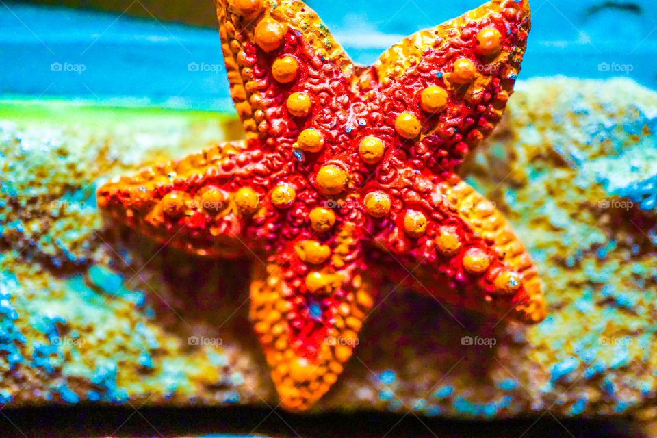 count your lucky star fish
