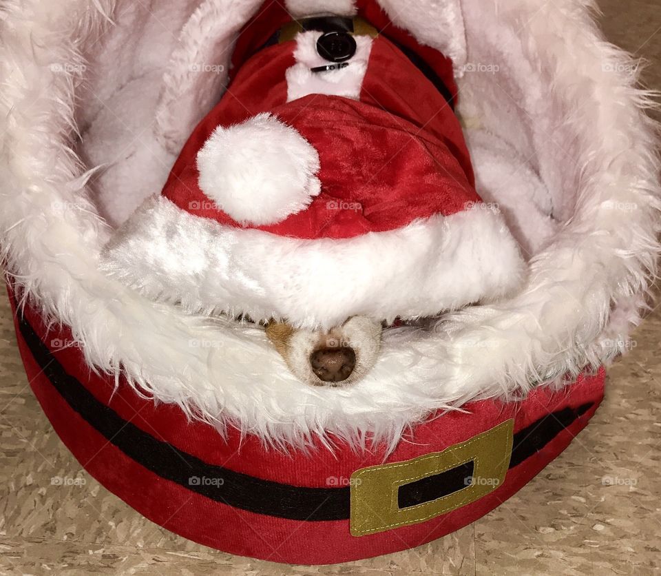 Little dog sleeps in Santa suit and Santa bed 