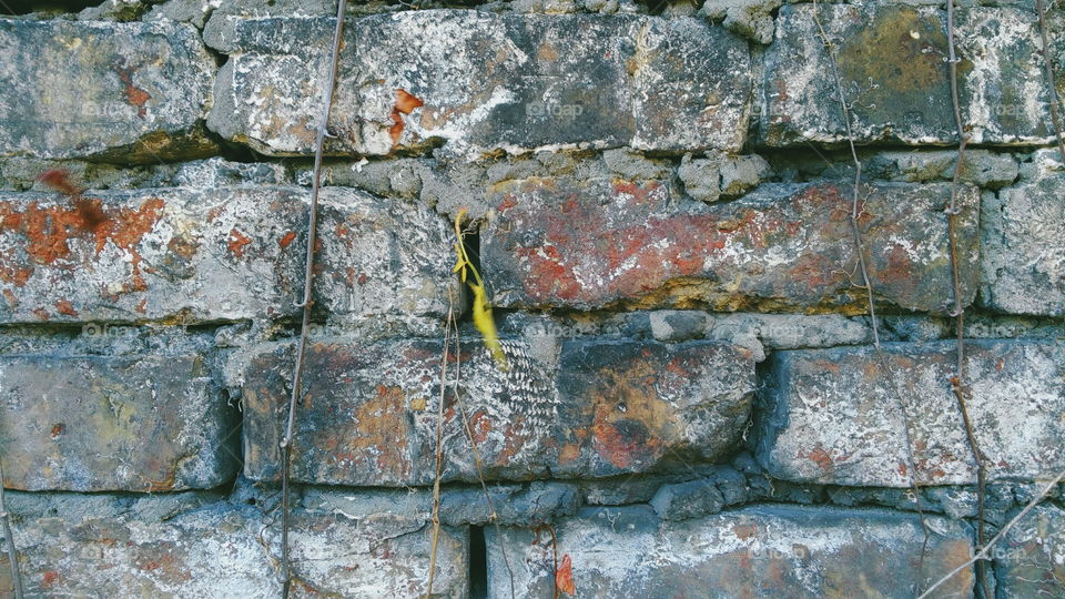 old brick wall