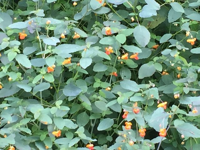 Wildflower 
