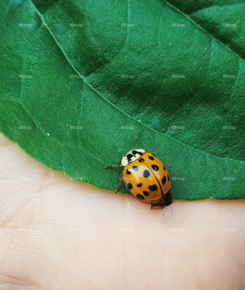 Lady bug
