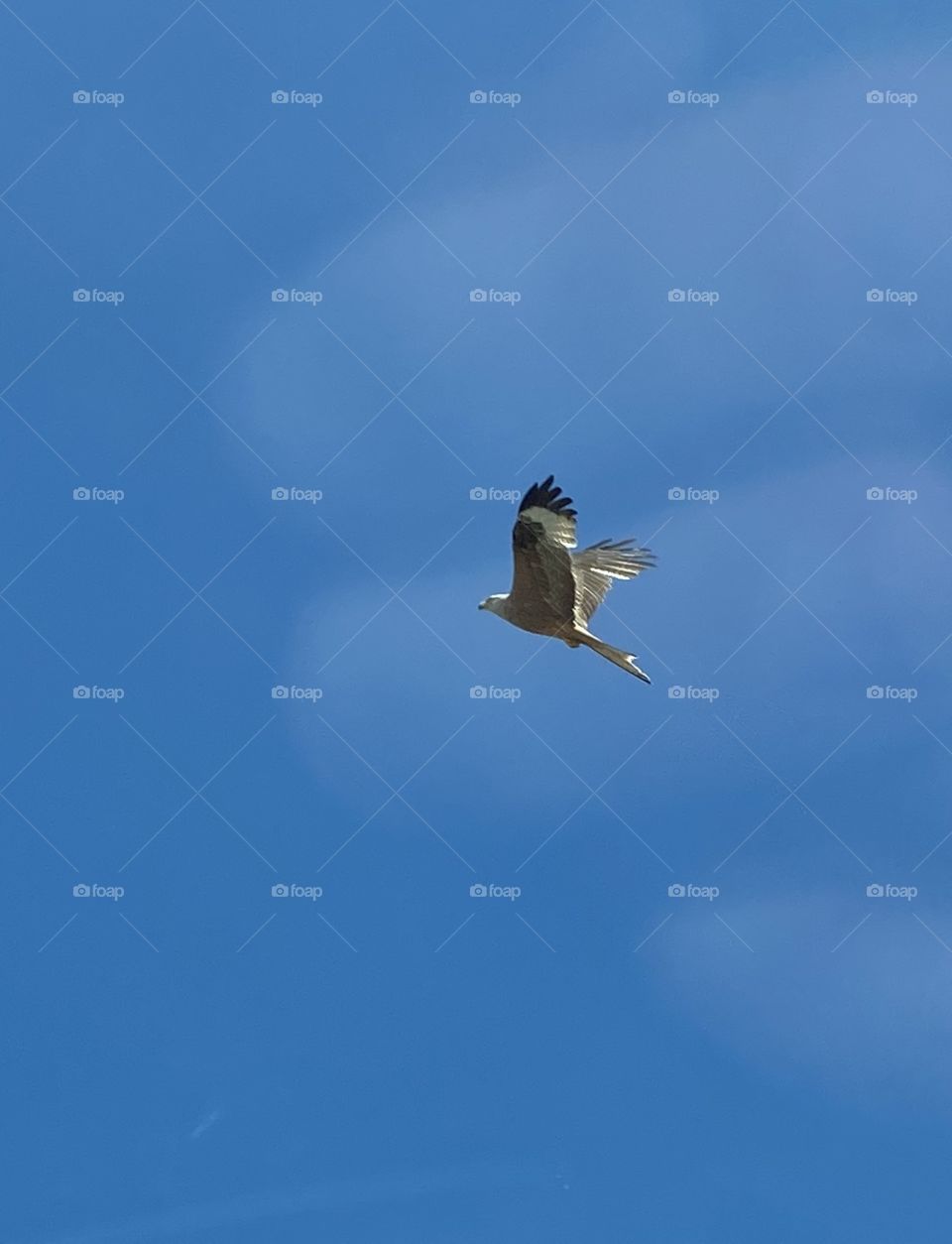 Buzzard flying with deep blue sky as background 