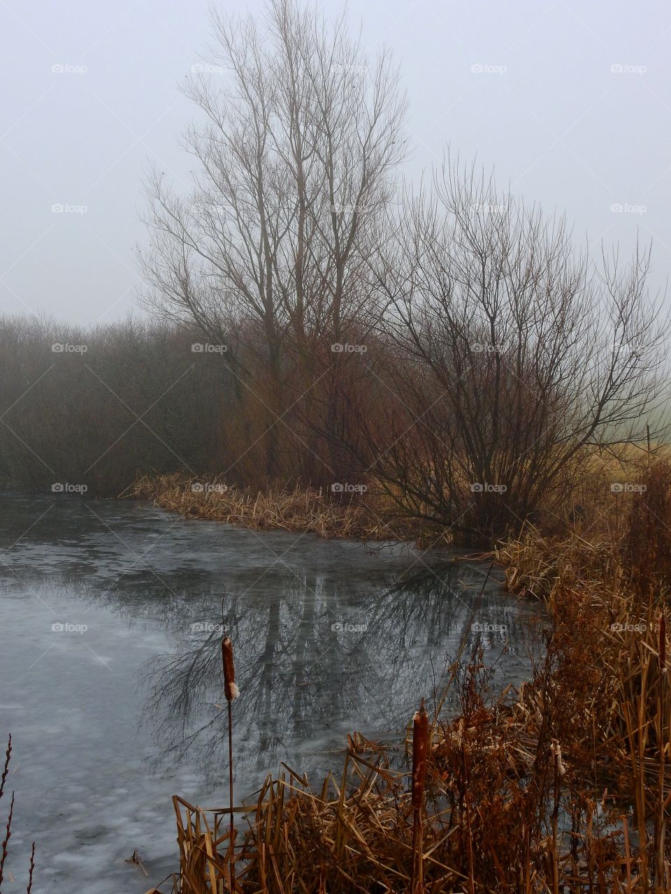 Winter reflections