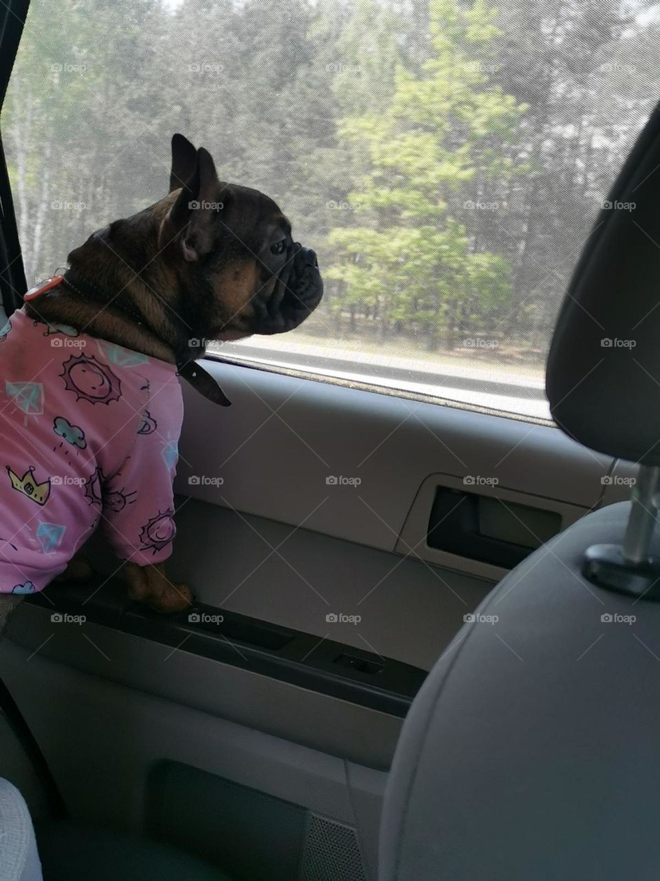 Братья наши меньшие