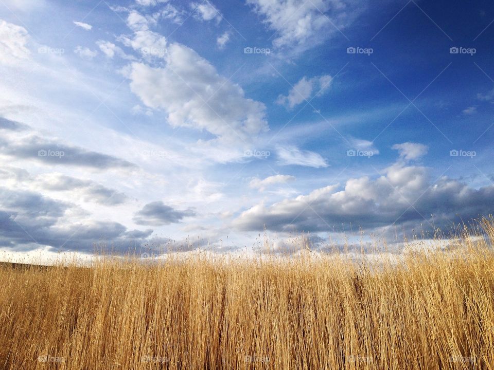 Golden fields 