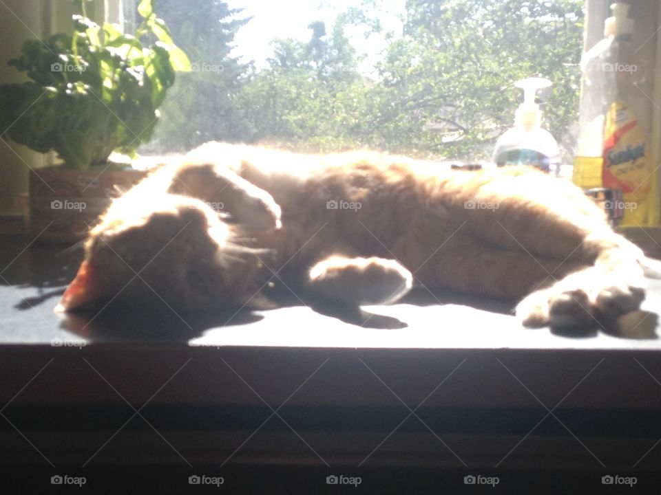 Orange tabby cat enjoying the sunshine 