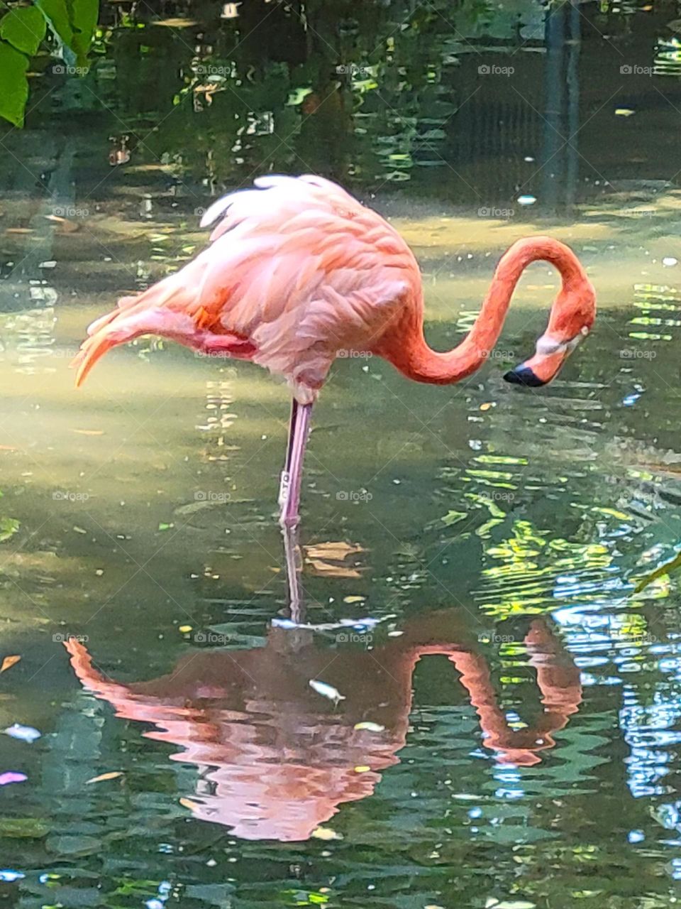 Flamingo self reflection