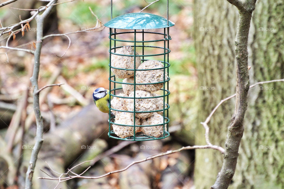 A picture of a blue tit feeding
