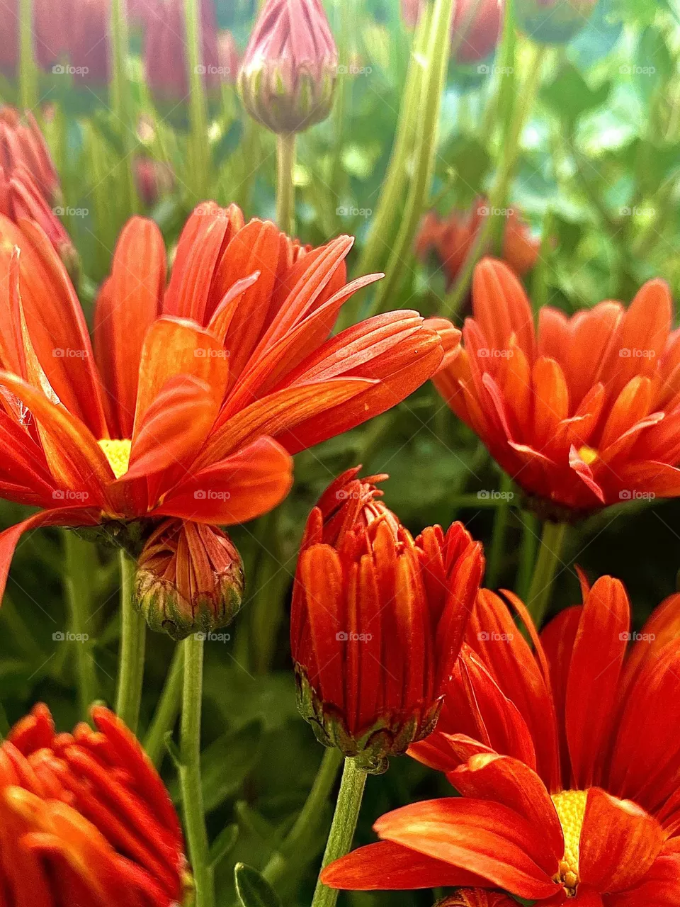 Red flowers