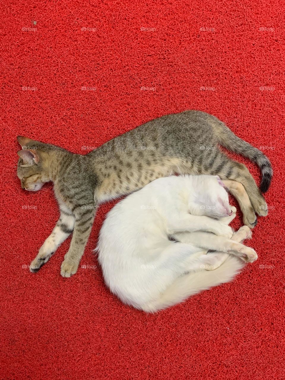 2 kittens sleeping together 
