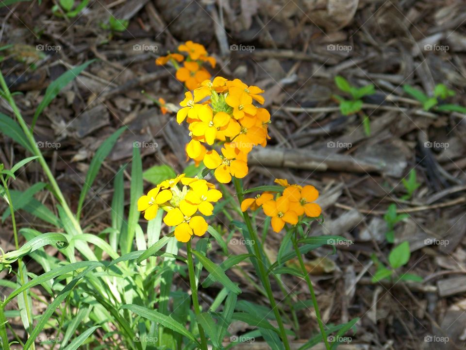 burst of sunshine. burst of sunshine