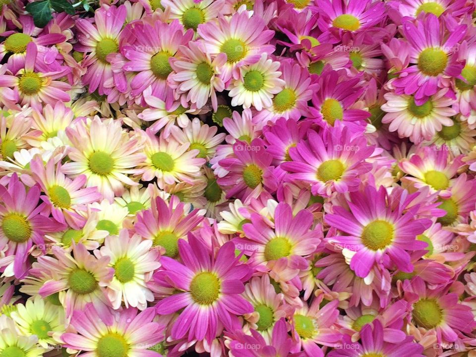 Beautiful Pink flowers