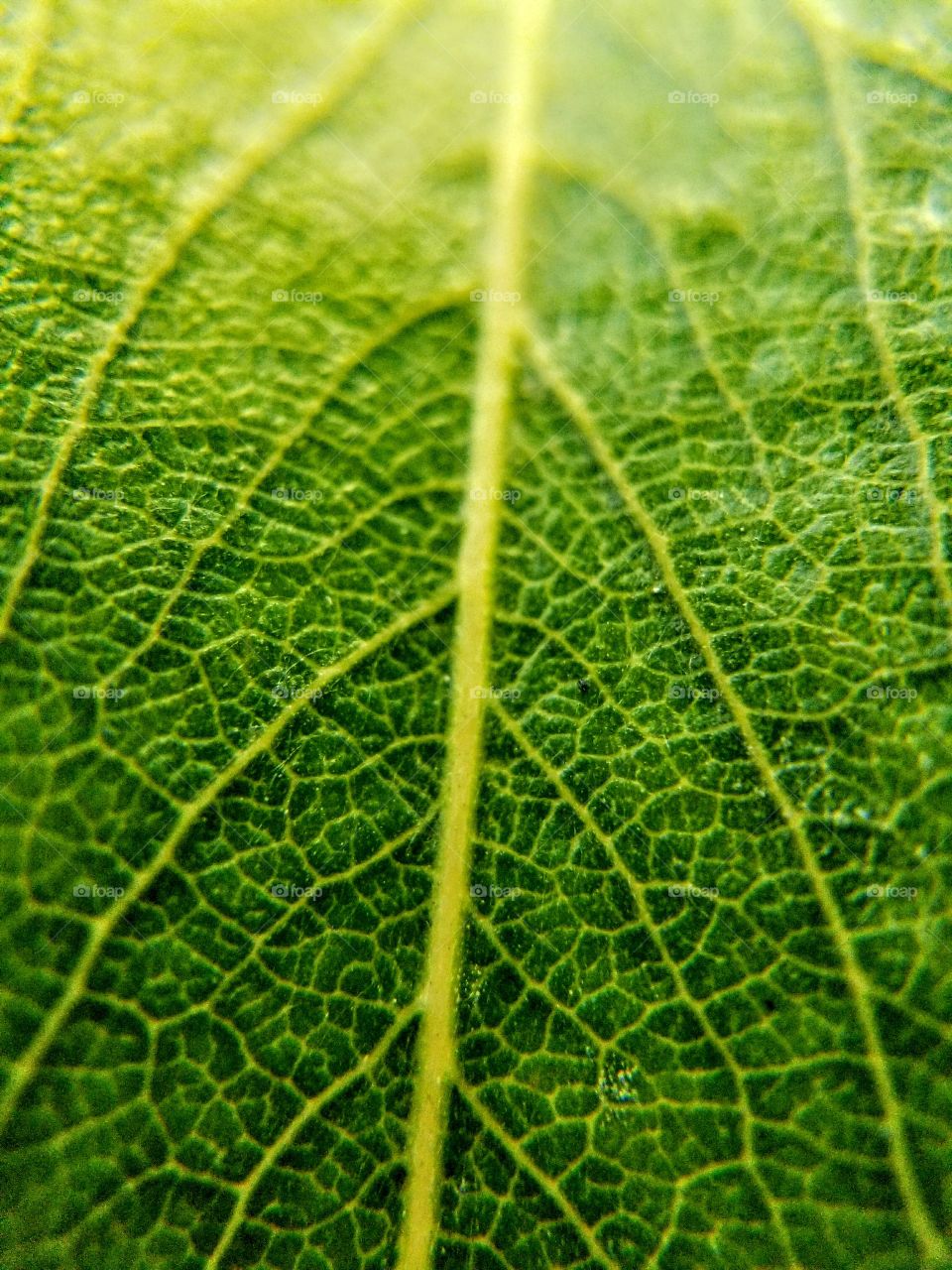 macro leaf